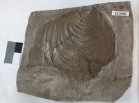 Gesteinsprobe, fossilführend: Muschel