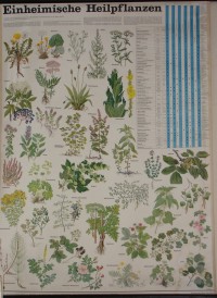 Wandkarte "Einheimische Heilpflanzen"